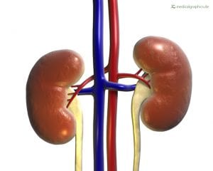 Kidneys with Blood Vessels