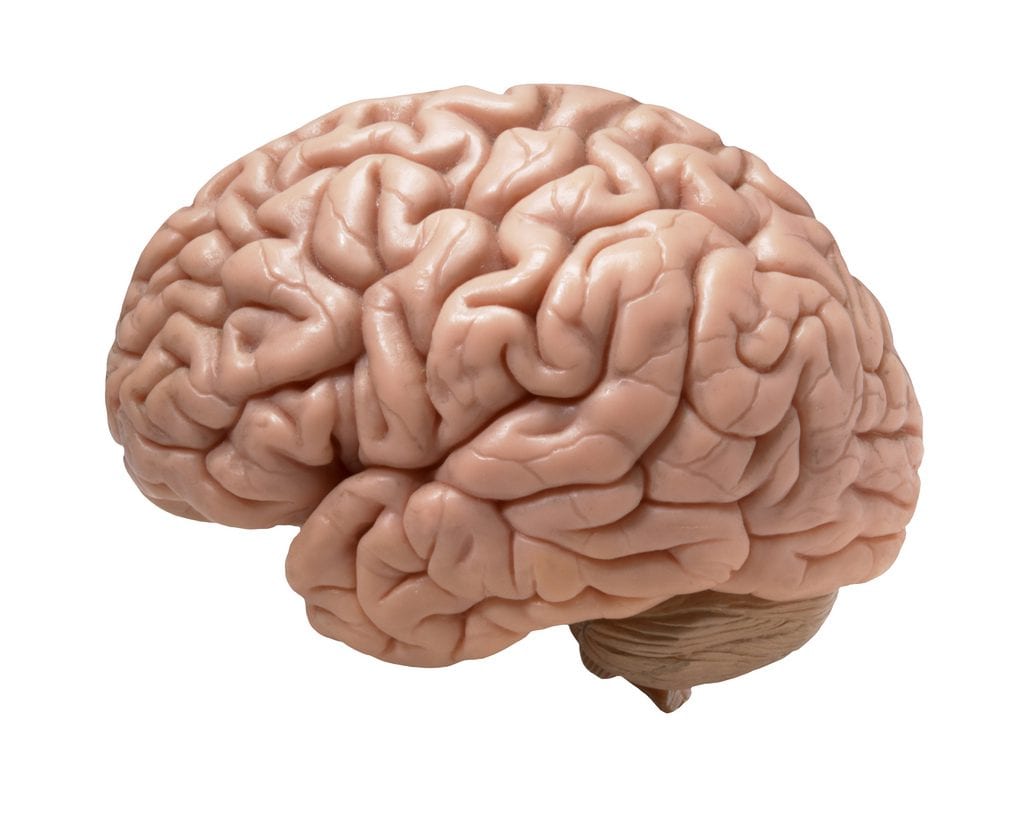 The Human Brain