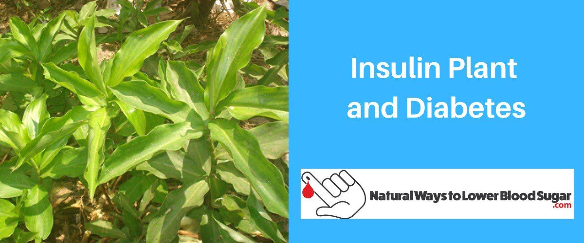 Insulin Plant and Diabetes