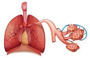 How does Diabetes Affect the Respiratory System